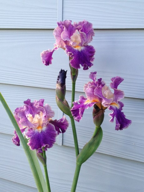 Iris Blooming 20130606-141459.jpg