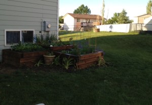 I love seeing the progress of the garden and anticipating the fresh veggies I'll soon be enjoying!