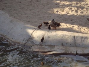 One of the neatest things I saw at the San Diego Zoo wasn't even on display there!
