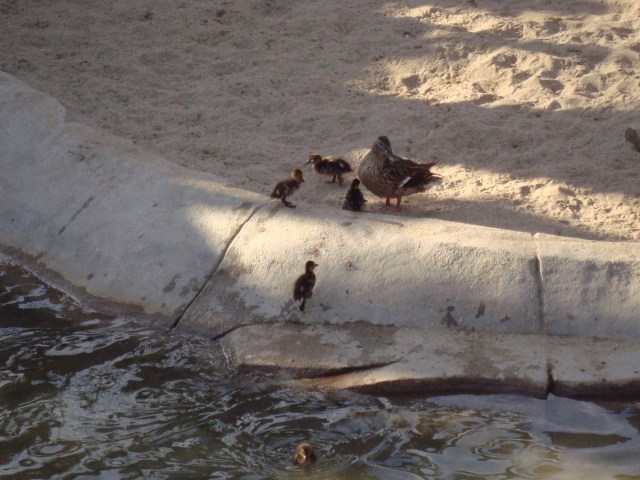 One of the neatest things I saw at the San Diego Zoo wasn't even on display there!  Just like with my vacations, sometimes in life I have to be open to things I haven't planned.