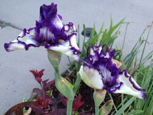 purplewhiteiris