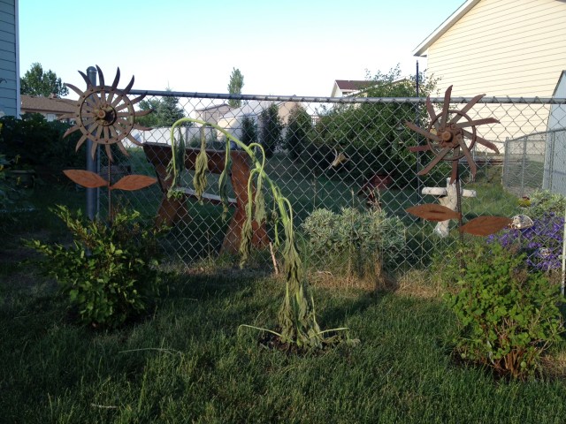 This is Mother Nature's way of letting me know that I have a LONG way to go before I'm a Master Gardener! 