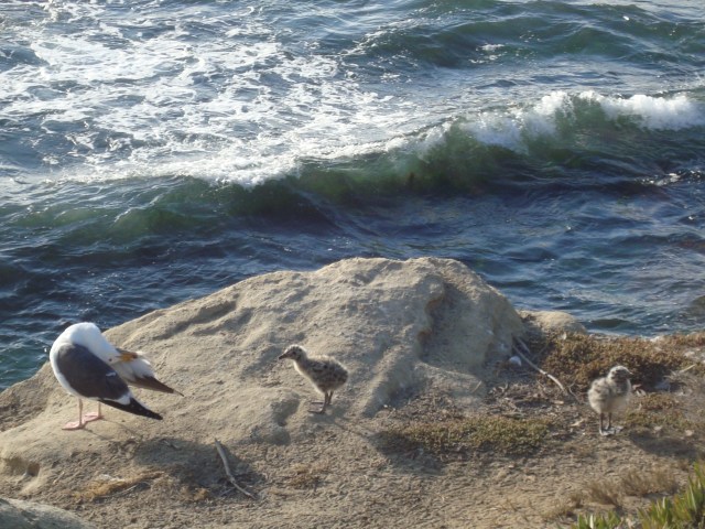 I love this photo!  I couldn't have gotten the mama seagull craning her neck around if I tried, but she did it just as I snapped the photo.  
