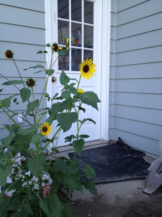 A volunteer sunflower, probably from seeds dropped by one of my fine feathered friends!