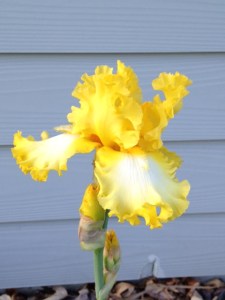 Yellow and White Iris