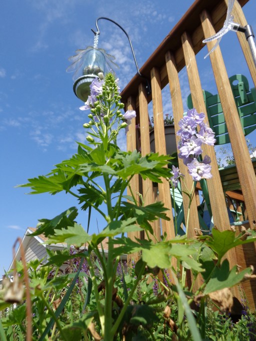 The light lavender delphinium from a different perspective