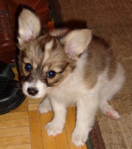 Talk about puppy dog eyes!