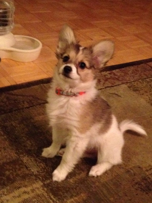 Just one little puppy, but what a difference he's already made in my life! :)