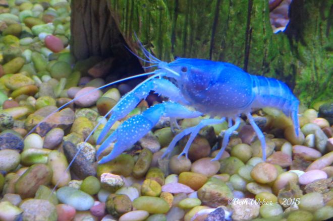 Blue crawfish©