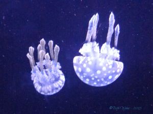 jellyfish©
